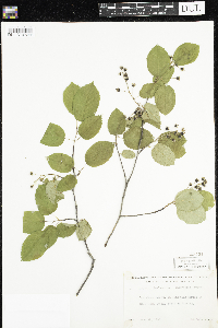 Amelanchier arborea x canadensis image