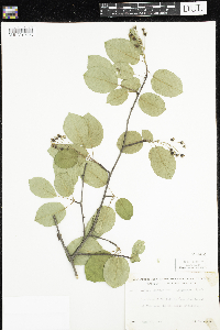 Amelanchier arborea x canadensis image