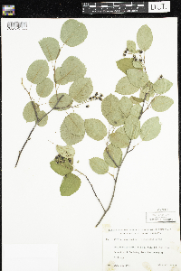 Amelanchier arborea x canadensis image