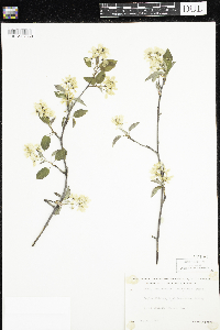 Amelanchier arborea x canadensis image