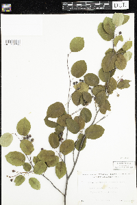 Amelanchier arborea x canadensis image