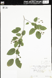 Amelanchier arborea x canadensis image