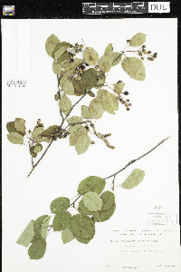 Amelanchier arborea x canadensis image