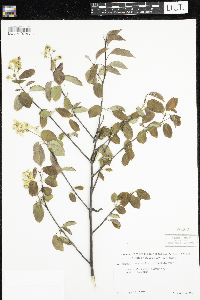 Amelanchier arborea x canadensis image
