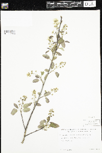 Amelanchier arborea x canadensis image