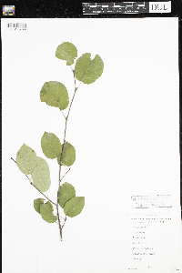 Amelanchier arborea x canadensis image