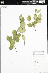 Amelanchier arborea x canadensis image