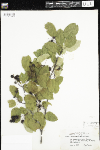Amelanchier arborea x canadensis image