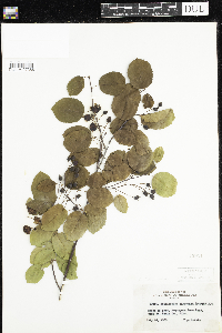 Amelanchier arborea x canadensis image