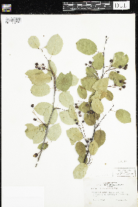 Amelanchier arborea x canadensis image