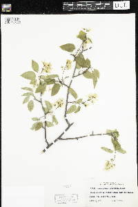 Amelanchier arborea x canadensis image