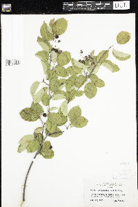 Amelanchier arborea x canadensis image