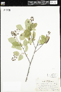 Amelanchier arborea x canadensis image