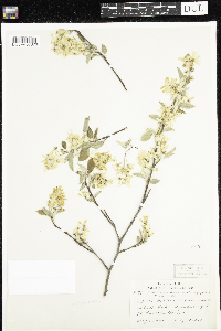 Amelanchier arborea x canadensis image