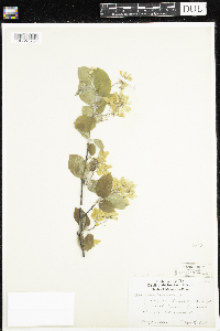 Amelanchier arborea x canadensis image