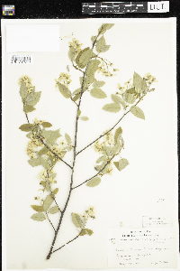 Amelanchier arborea x canadensis image