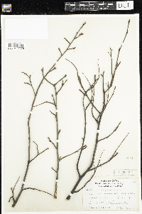 Amelanchier arborea x canadensis image