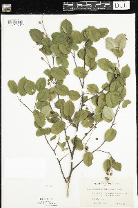 Amelanchier arborea x canadensis image