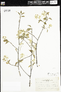 Amelanchier arborea x canadensis image
