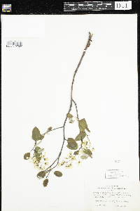 Amelanchier arborea x canadensis image