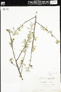 Amelanchier arborea x canadensis image