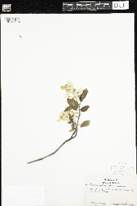 Amelanchier arborea x canadensis image