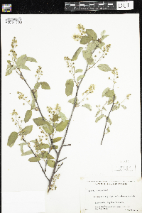 Amelanchier arborea x canadensis image
