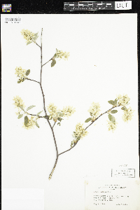 Amelanchier arborea x canadensis image