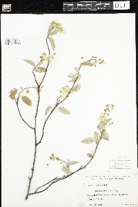 Amelanchier arborea x canadensis image
