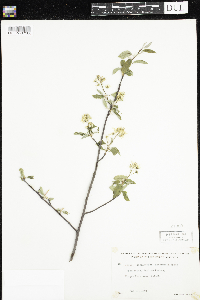 Amelanchier arborea x canadensis image