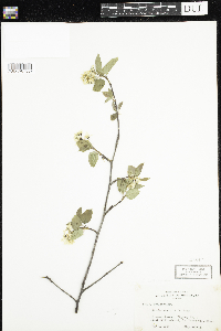 Amelanchier arborea x canadensis image