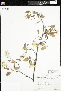 Amelanchier arborea x canadensis image
