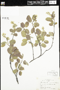 Amelanchier arborea x canadensis image