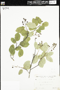 Amelanchier arborea x canadensis image