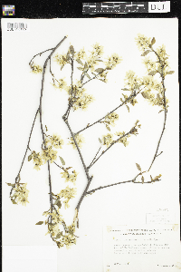 Amelanchier arborea x canadensis image