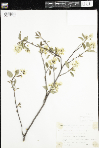 Amelanchier arborea x canadensis image