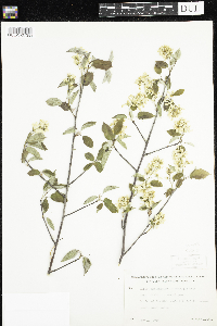 Amelanchier arborea x canadensis image