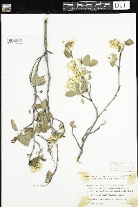 Amelanchier arborea x canadensis image
