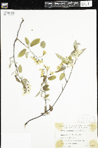 Amelanchier arborea x canadensis image