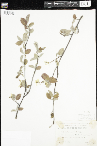 Amelanchier arborea x canadensis image