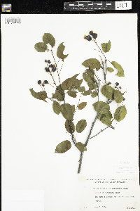 Amelanchier arborea x canadensis image