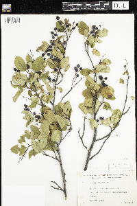 Amelanchier arborea x canadensis image