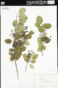 Amelanchier arborea x canadensis image