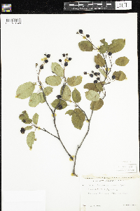 Amelanchier arborea x canadensis image