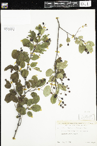 Amelanchier arborea x canadensis image