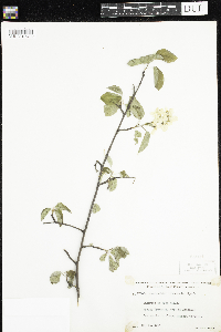 Amelanchier arborea x canadensis image