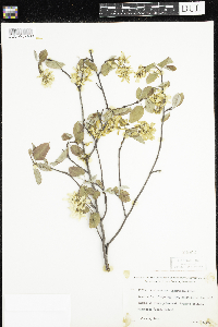Amelanchier arborea x canadensis image