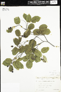 Amelanchier arborea x canadensis image