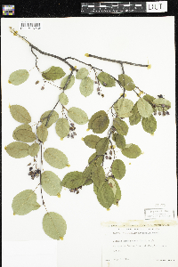 Amelanchier arborea x canadensis image