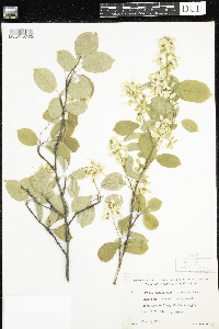 Amelanchier arborea x canadensis image